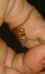 Eupeodes corollae