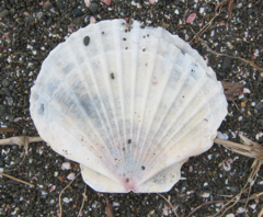 Pecten novaezelandiae