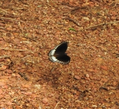 Papilio dravidarum
