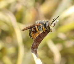 Anthidium oblongatum