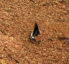 Papilio dravidarum