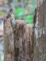 Concinnia tenuis