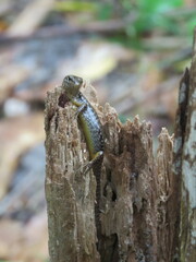Concinnia tenuis