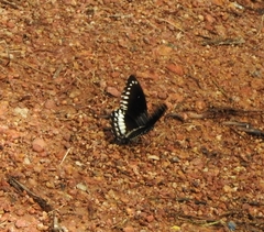 Papilio dravidarum