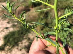 Sclerolaena muricata
