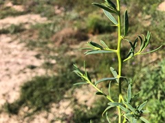 Sclerolaena muricata