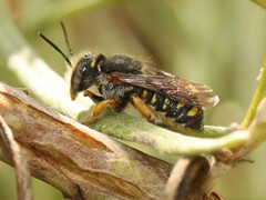 Anthidium oblongatum