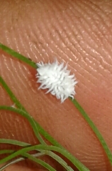 Cryptolaemus montrouzieri