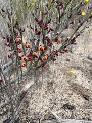 Daviesia brevifolia