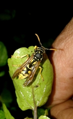 Polistes dominula
