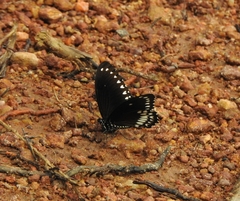 Papilio dravidarum