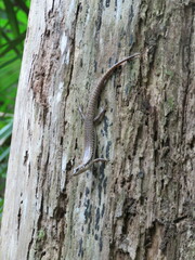 Concinnia tenuis