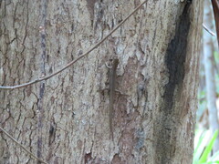Concinnia tenuis
