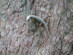 Concinnia tenuis