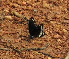 Papilio dravidarum