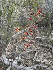 Daviesia brevifolia