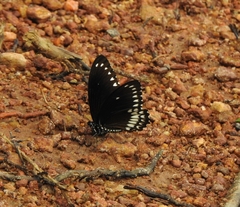 Papilio dravidarum