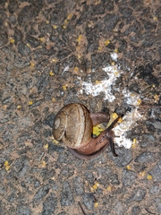 Ariophanta exilis