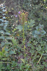 Platanthera ciliaris