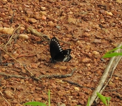 Papilio dravidarum