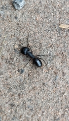 Camponotus compressus