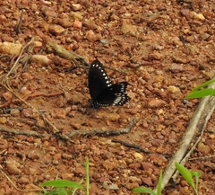Papilio dravidarum
