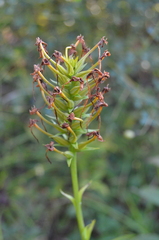 Platanthera ciliaris