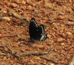 Papilio dravidarum