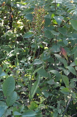 Platanthera ciliaris