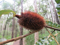 Banksia robur