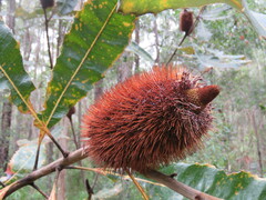 Banksia robur