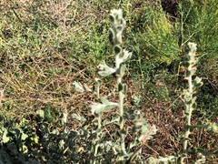 Sclerolaena birchii