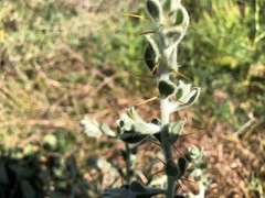 Sclerolaena birchii