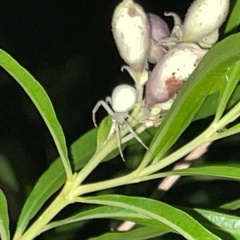 Misumena vatia