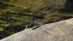 Trithemis festiva