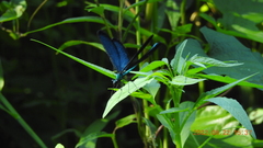 Matrona cyanoptera