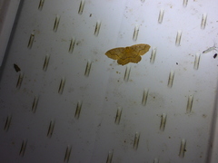 Lambdina fiscellaria