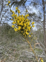 Acacia spinescens
