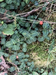 Mitchella repens