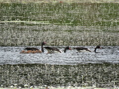 Anseranas semipalmata
