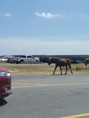 Equus caballus