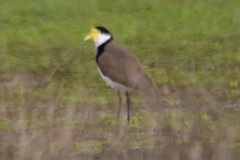 Vanellus miles novaehollandiae