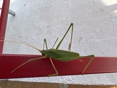 Acrometopa servillea