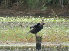 Anhinga novaehollandiae