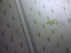 Campaea perlata