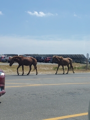 Equus caballus