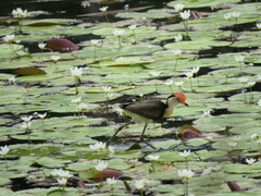 Irediparra gallinacea