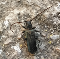 Phymatodes testaceus