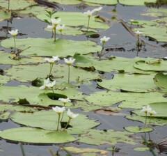 Nymphoides indica