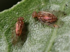 Ectopsocus